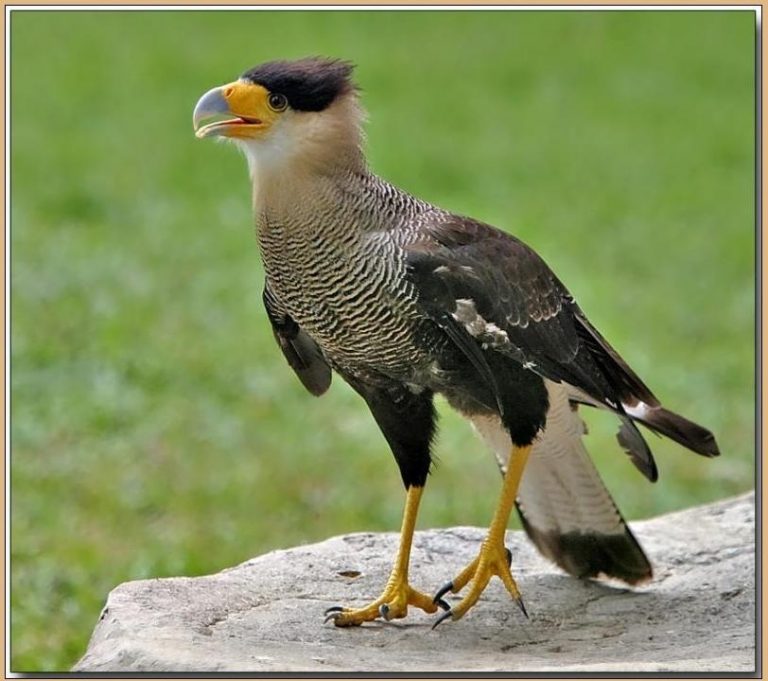 Crested Caracara