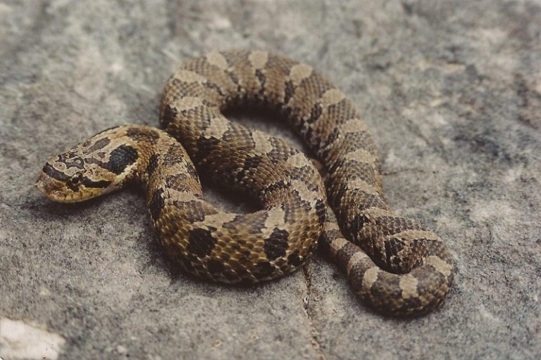 Eastern Hognose Snake Facts Habitat Venom And Pictures