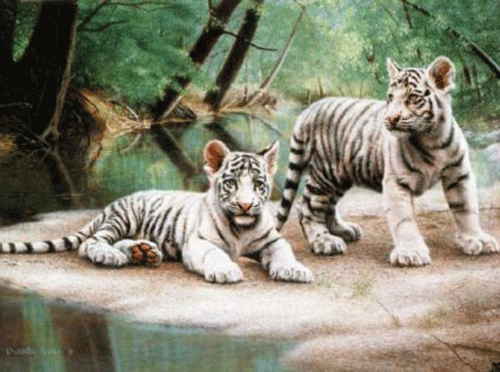 white cub tigers