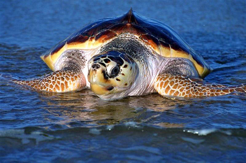 Loggerhead Sea Turtle