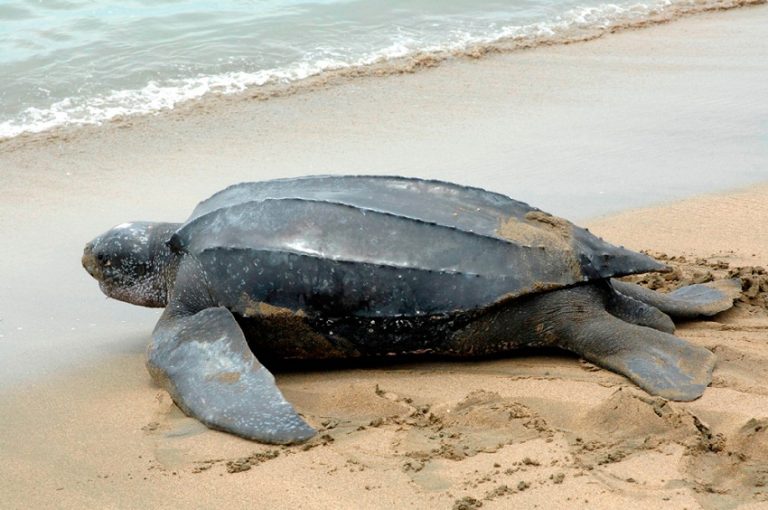 leatherback sea turtle stuffed animal