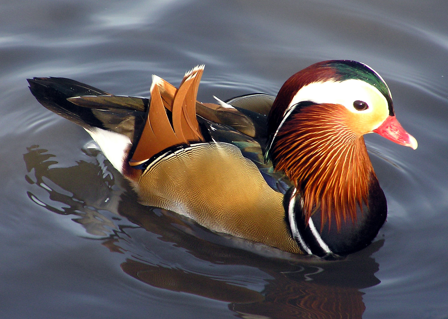 Mandarin Duck In Chinese Culture