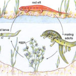 Newt - Facts, Habitat, Life Cycle, Adaptations And Pictures