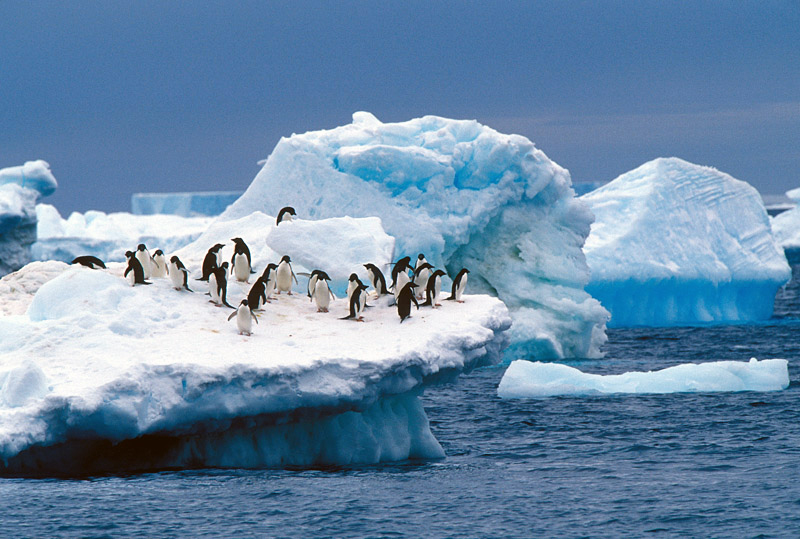 adelie-penguin-facts-habitat-diet-and-pictures