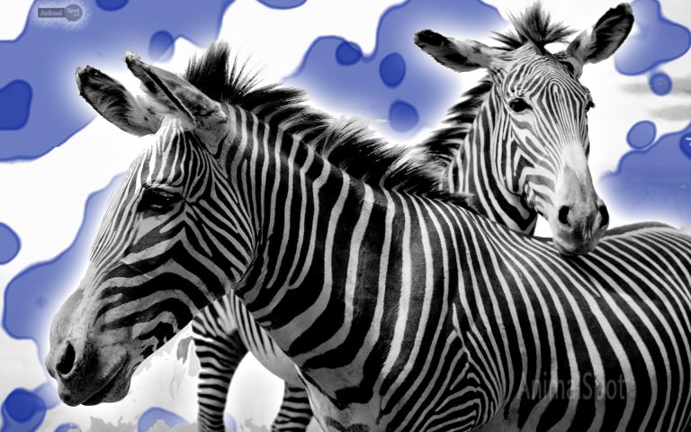 Zebra Wallpapers – Animal Spot