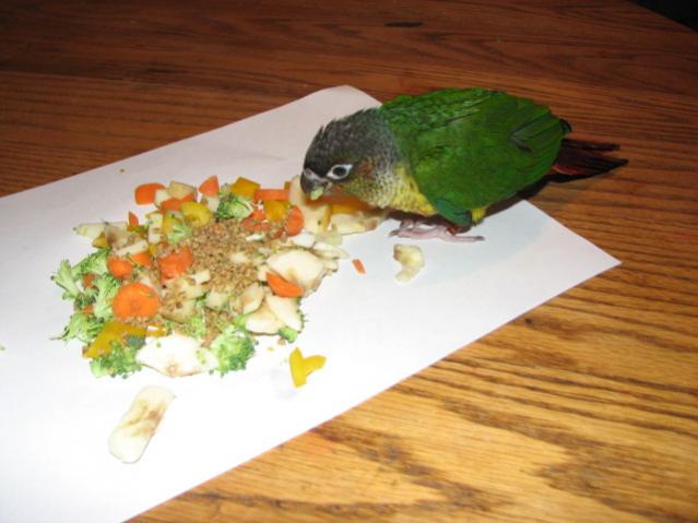 Conure Diet Do Don`T Tell Them Have Bad Words In It