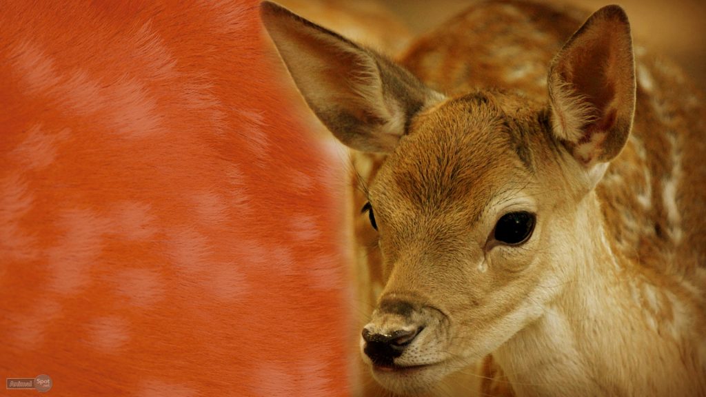 Deer Wallpapers – Animal Spot