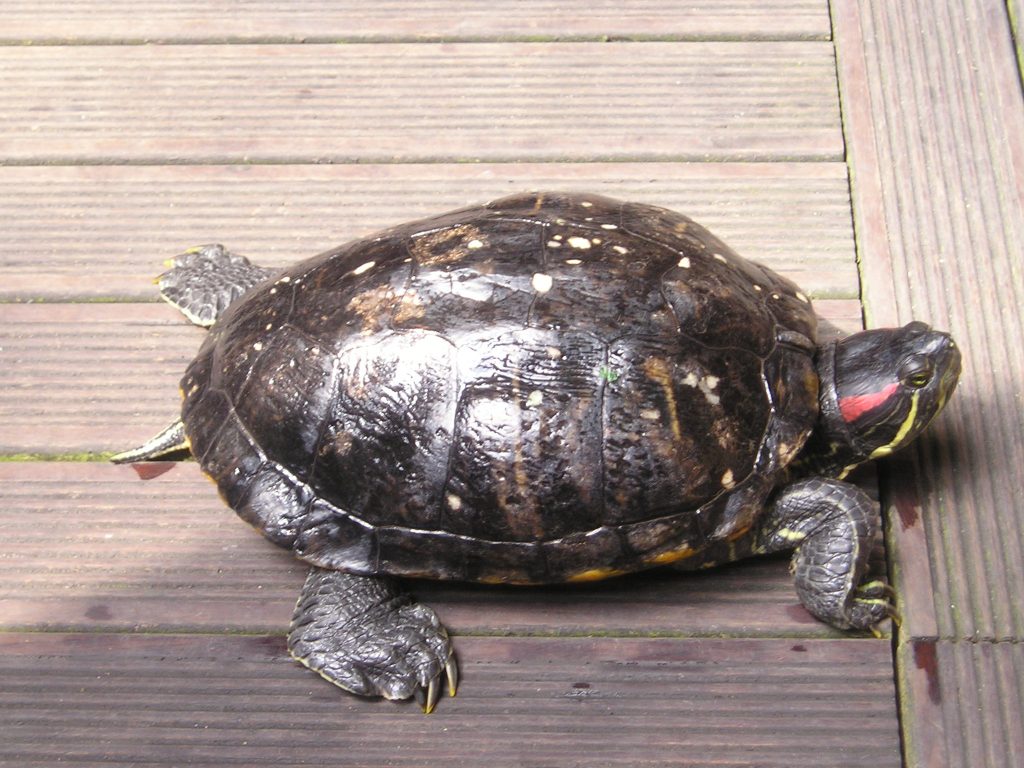 red eared slider turtle toys