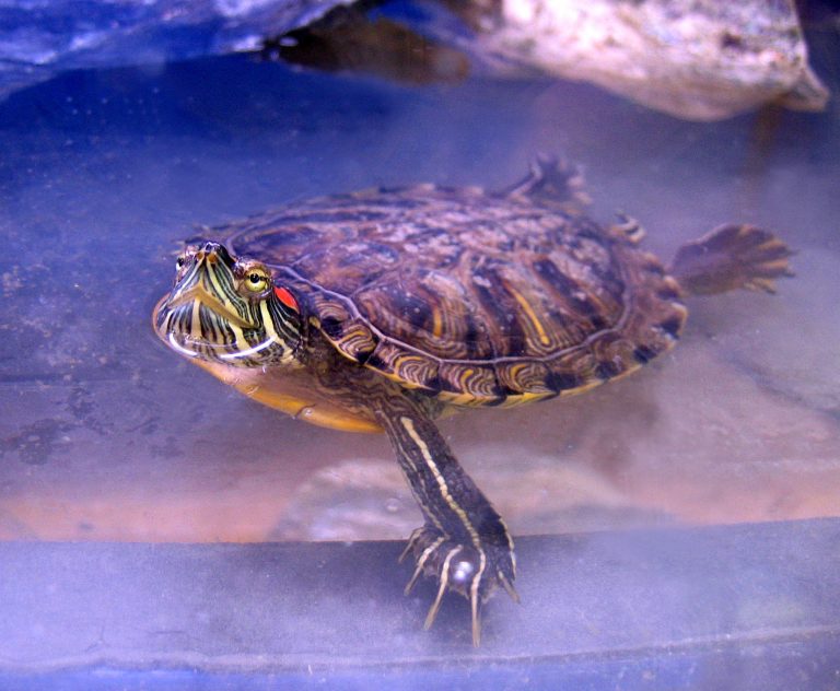 red eared slider turtle stuffed animal