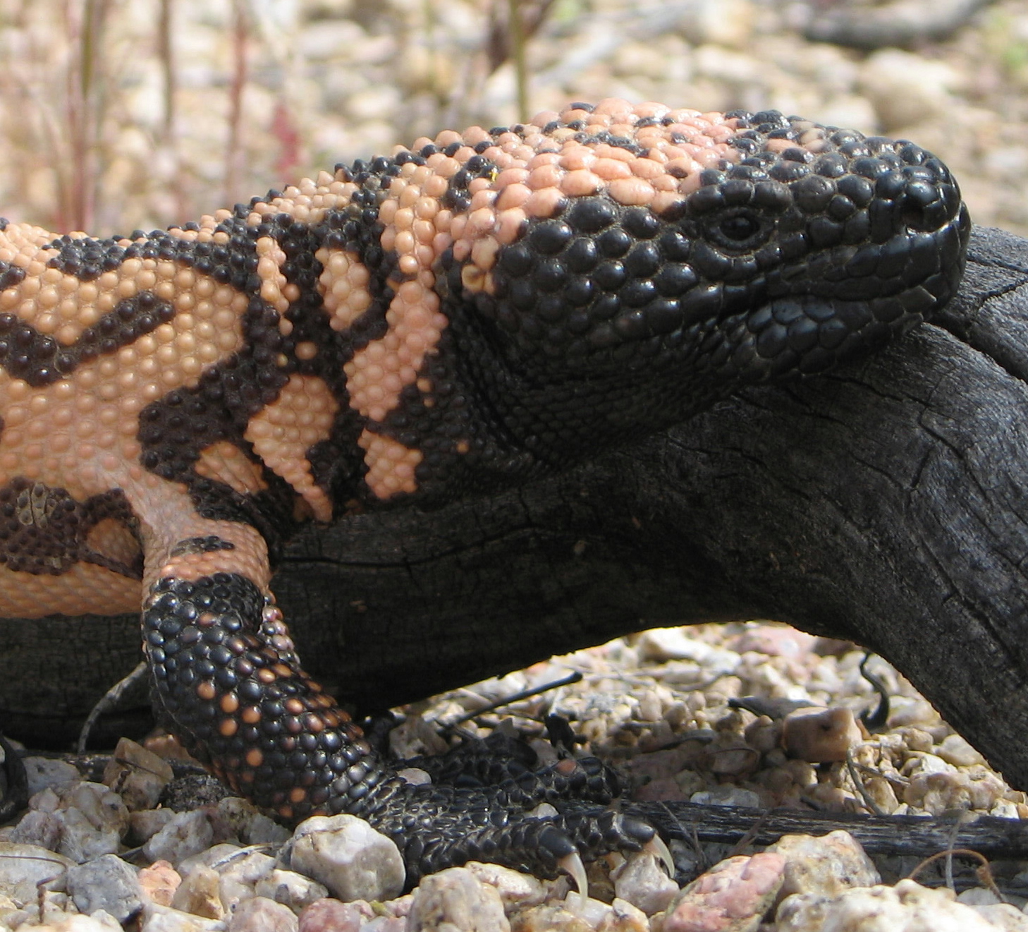 What Is A Group Of Gila Monsters Called