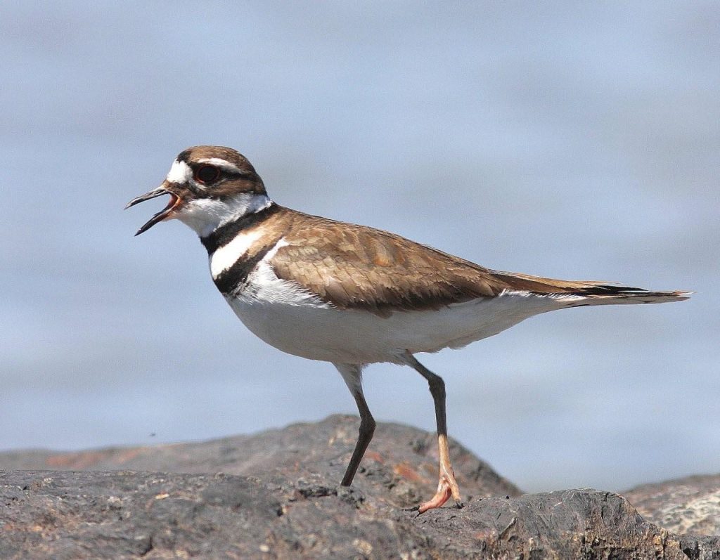 killdeer-bird-facts-habitat-eggs-sounds-adaptations-pictures