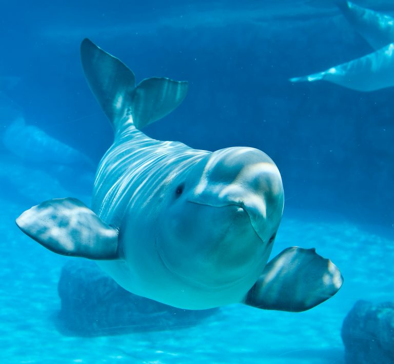 Beluga Whale Facts, Habitat, Sounds, Diet, Baby, Videos, Pictures