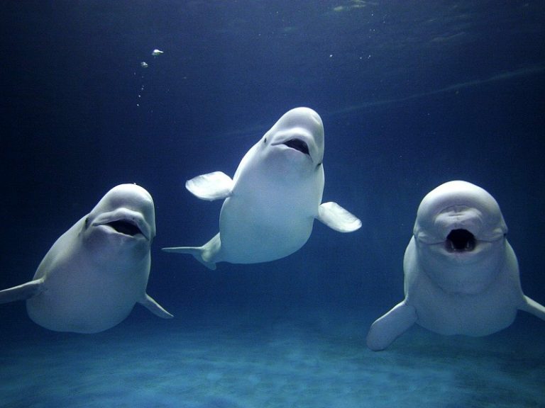 Beluga Whale Facts, Habitat, Sounds, Diet, Baby, Videos, Pictures