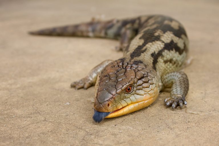 Bluetongued Skink Facts, Habitat, Diet, Pet Care, Babies, Pictures