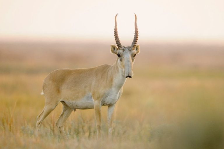 Saiga Antelope Facts Habitat Extinction Life Cycle Baby Pictures