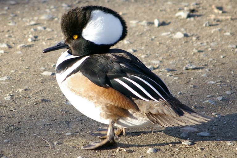 hooded-merganser-facts-habitat-diet-life-cycle-baby-pictures