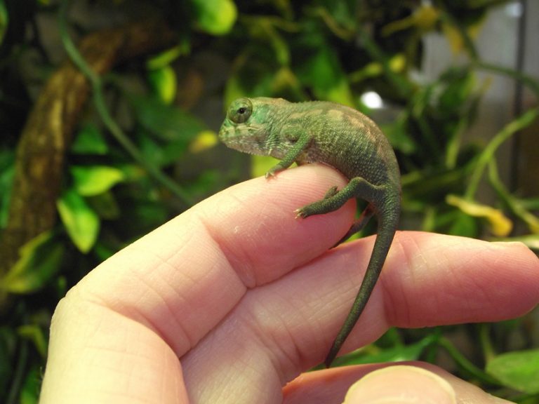 Panther Chameleon Facts, Habitat, Diet, Life Cycle, Baby, Pictures