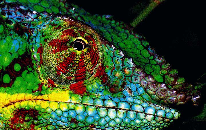 Panther Chameleon Facts, Habitat, Diet, Life Cycle, Baby, Pictures