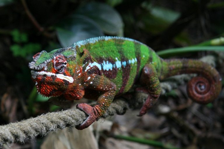 Panther Chameleon Facts, Habitat, Diet, Life Cycle, Baby, Pictures