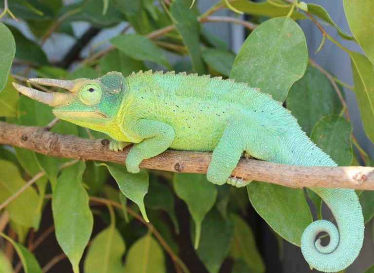 Jackson's Chameleon Facts, Habitat, Diet, Life Cycle, Baby, Pictures