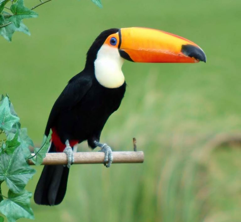 Toco Toucan Facts, Habitat, Diet, Life Cycle, Baby, Pictures