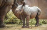 Black Rhino Facts, Habitat, Population in Wild, Conservation