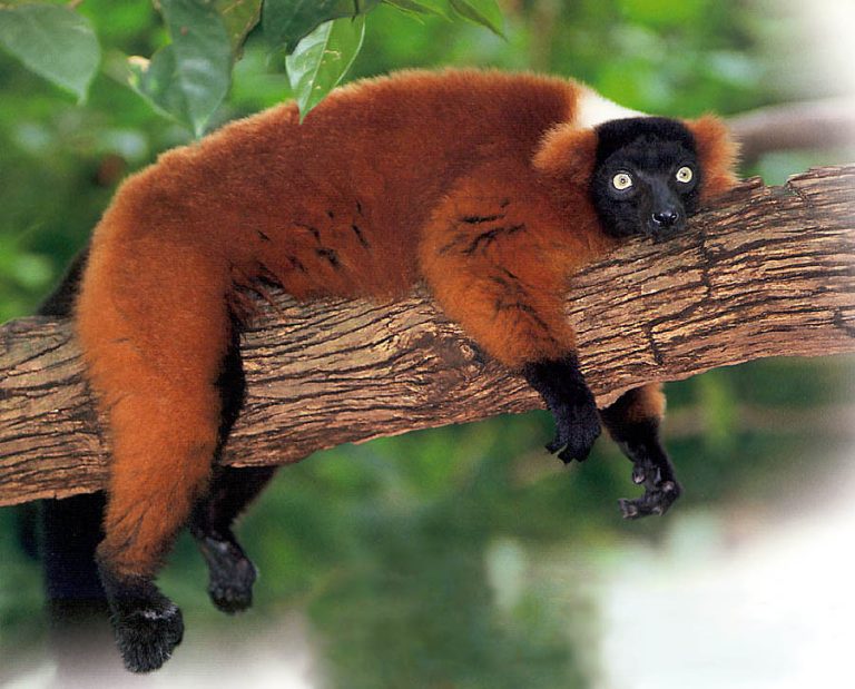 Red Ruffed Lemur Facts, Diet, Habitat, Pictures