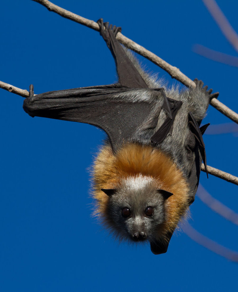 Grey Headed Flying Fox Facts Diet Habitat Images Video