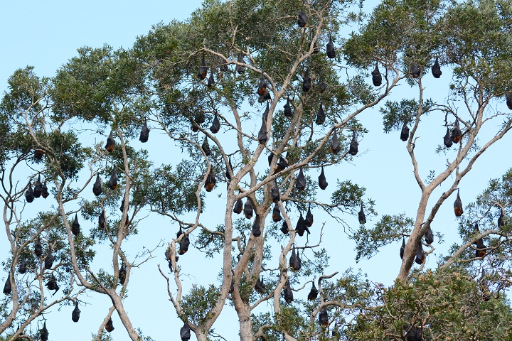 Grey Headed Flying Fox Facts Diet Habitat Images Video