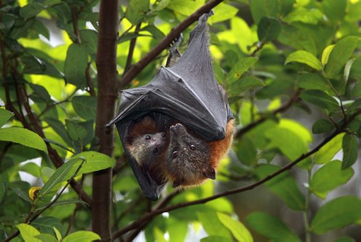 Grey Headed Flying Fox Facts Diet Habitat Images Video