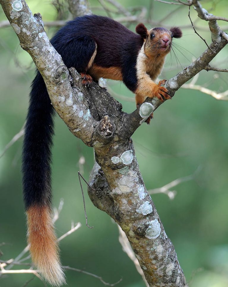 Indian Giant Squirrel Information, Range, Diet, Pictures