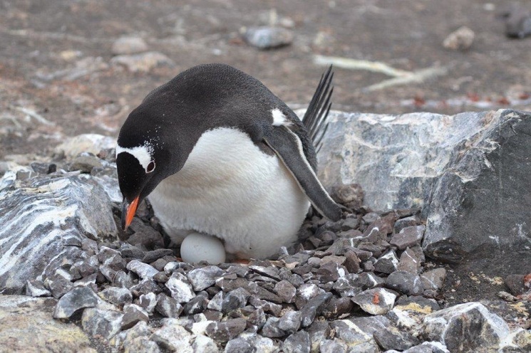 Gentoo Penguin Facts Habitat Predators Lifespan Pictures