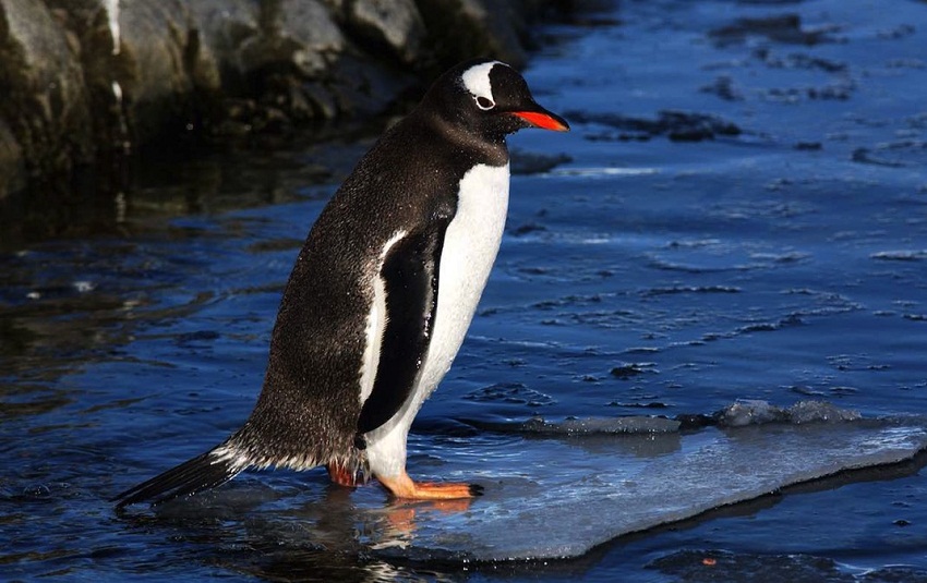  Gentoo Penguin Facts Habitat Predators Lifespan Pictures