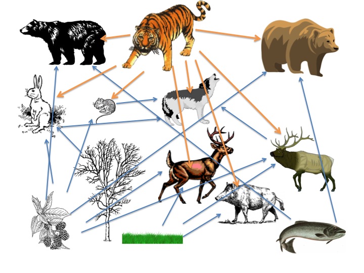 South China Tiger Facts Habitat Behavior Diet Pictures