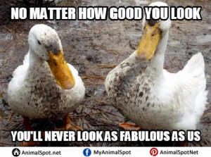 Duck Memes