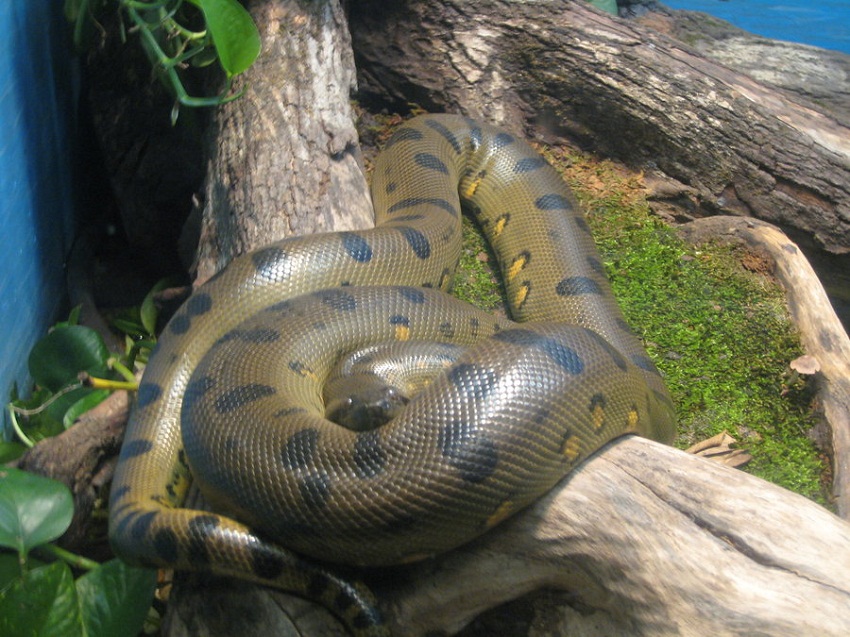 Green Anaconda Facts Size Weight Habitat Diet Pictures