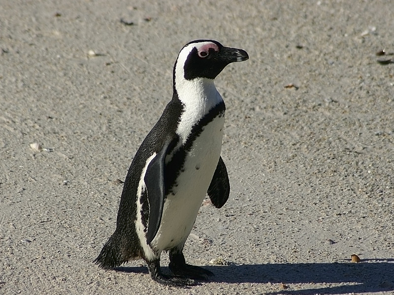  African Penguin Facts Size Habitat Lifespan Pictures