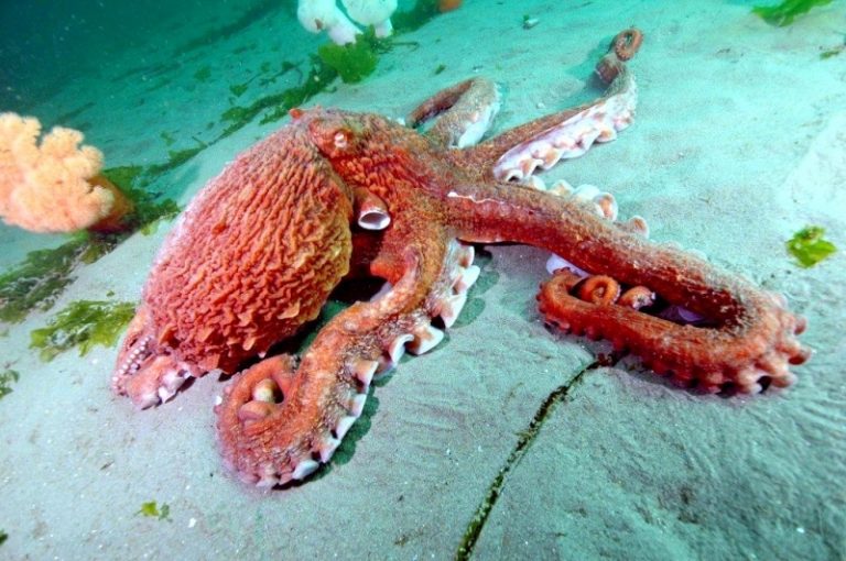 large size reversible octopus