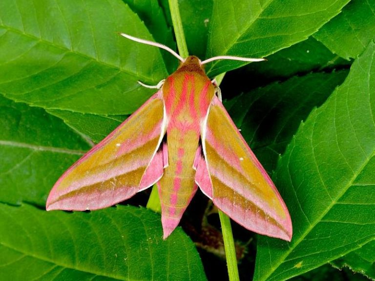 Elephant Hawk Moth Facts, Habitat, Diet, Life Cycle, Baby, Pictures