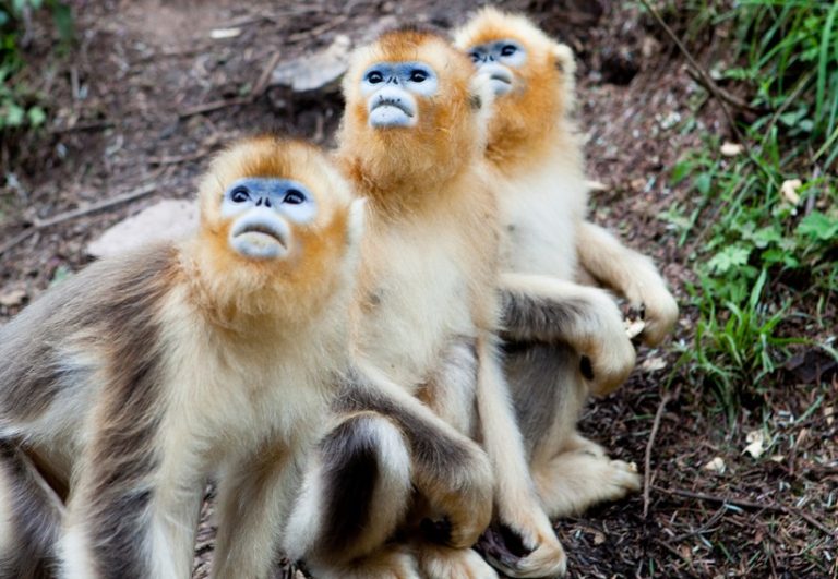 Golden Snub-nosed Monkey Facts, Habitat, Diet, Life Cycle, Baby, Pictures