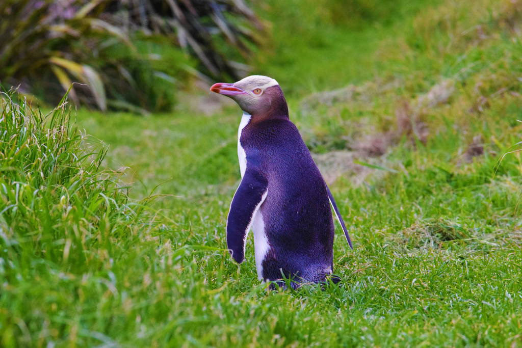 New Zealand Animals List Conservation Pictures