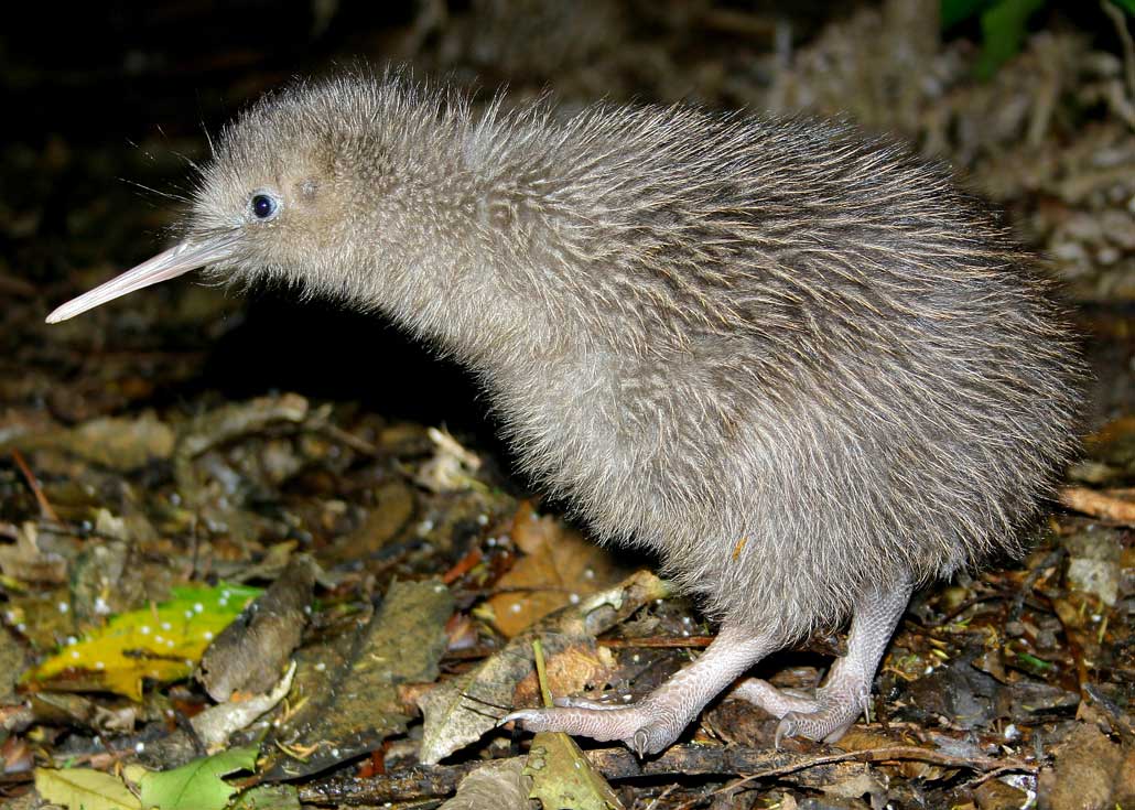 New Zealand Animals List Conservation Pictures