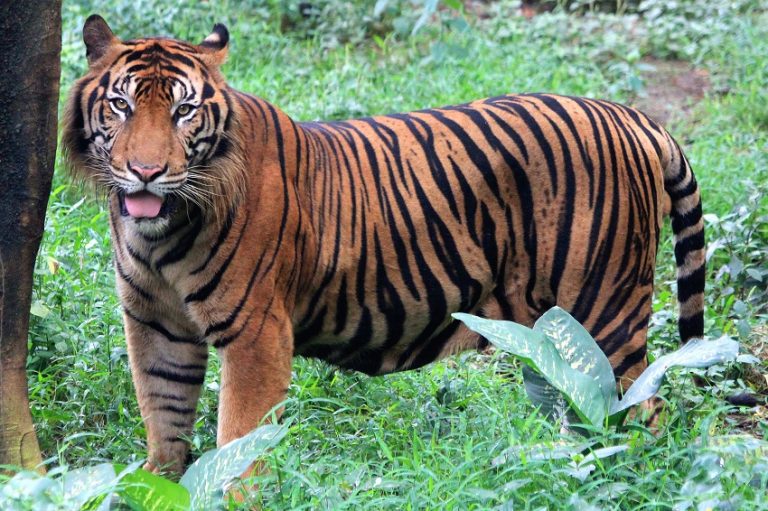 Sumatran Tiger Facts, Range, Habitat, Diet, Lifespan, Images