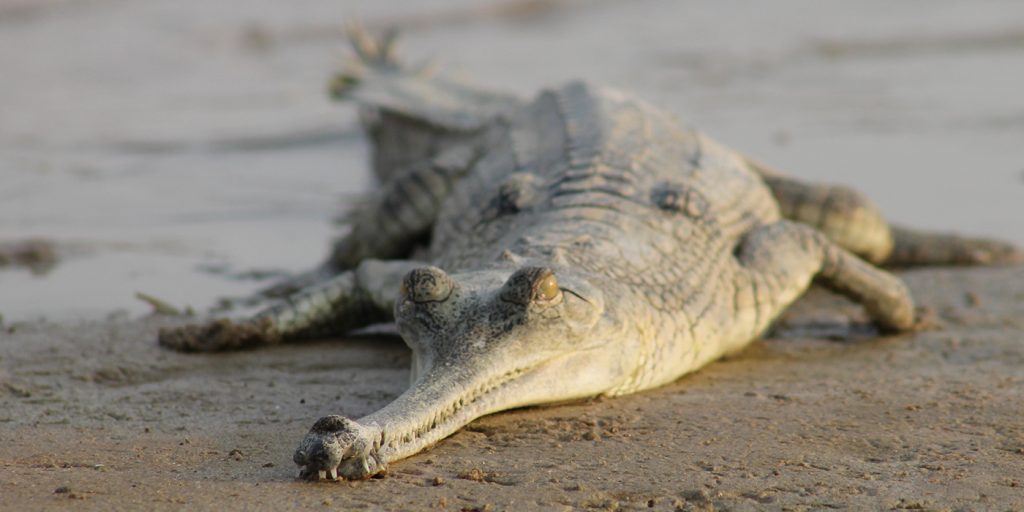 Gharial (Gavial) Facts, Habitat, Diet, Life Cycle, Baby, Pictures