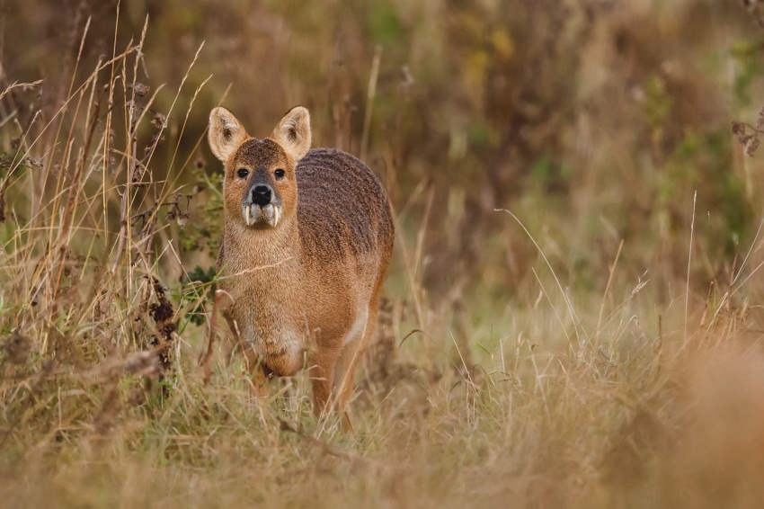 Chinese Water Deer Facts Habitat Diet Life Cycle Baby Pictures