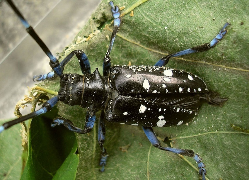 Asian Long Horned Beetle Facts Habitat Diet Life Cycle