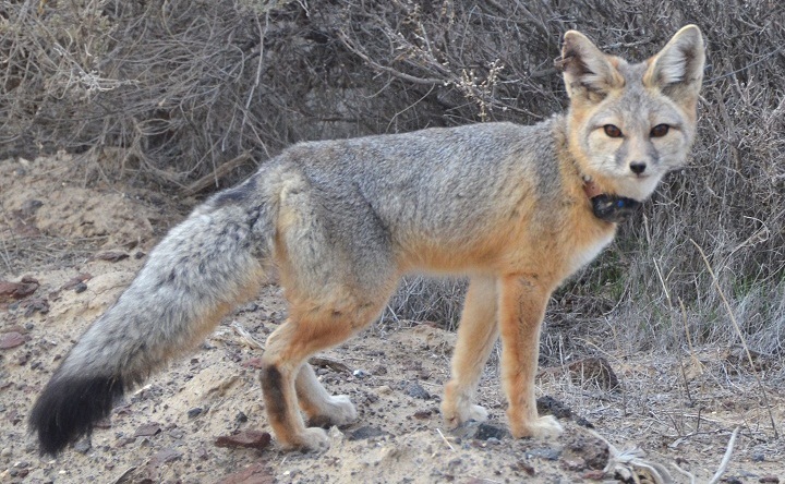  Kit Fox Facts Habitat Diet Life Cycle Baby Pictures