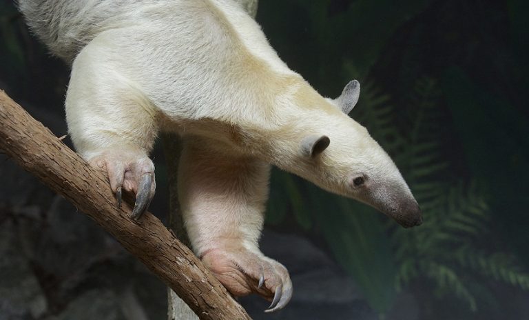 tamandua stuffed animal