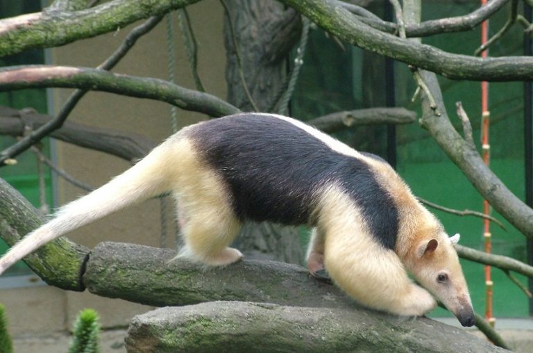 tamandua stuffed animal