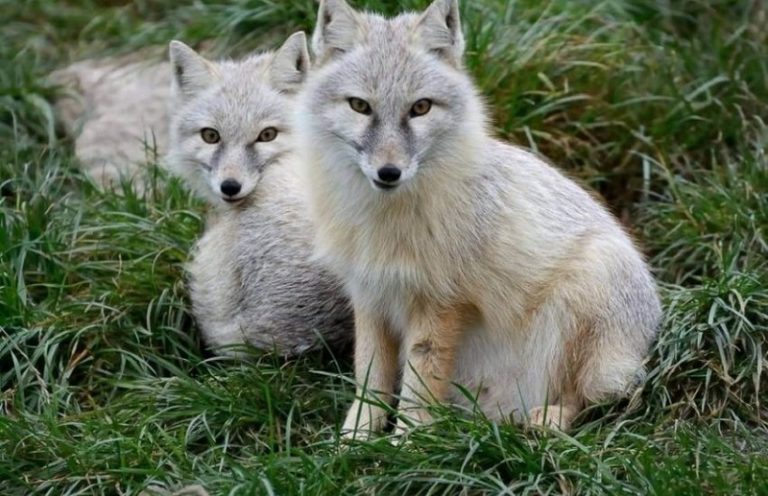 Corsac Fox Facts, Habitat, Diet, Life Cycle, Baby, Pictures